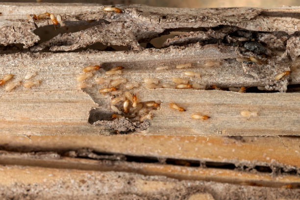 Best Affordable Pest Control Services  in Lebanon, VA