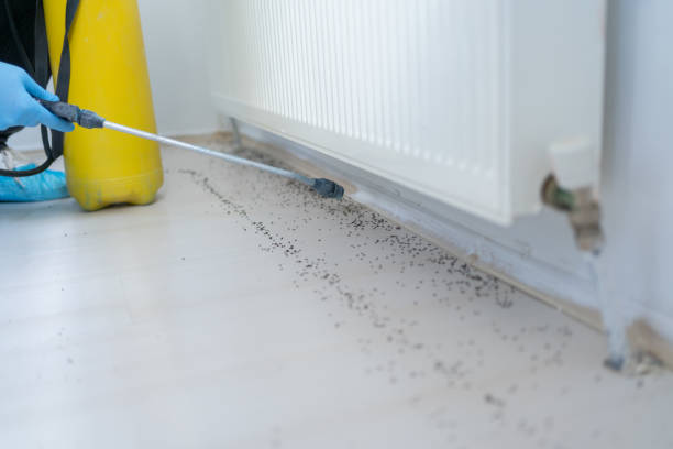 Trusted Lebanon, VA Pest Control Experts